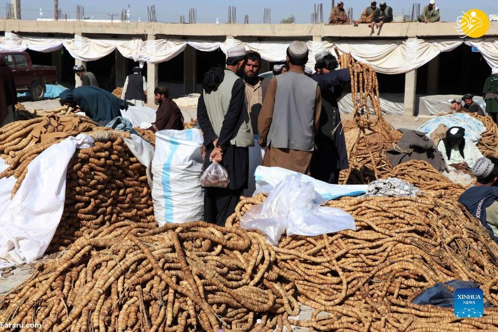 بیش از ۳۲ هزار تُن انجیر افغانستان به بازار جهانی رسید