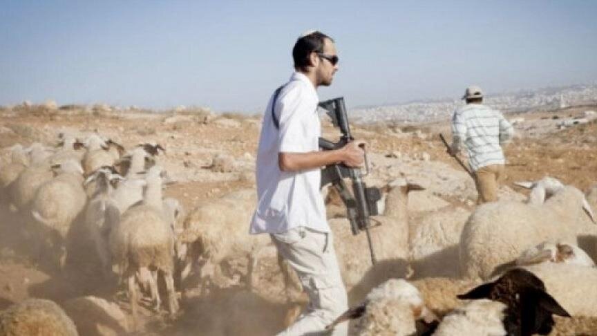 Extremist Israeli Jewish settlers steal 1,000 goats from Palestinian farms in West Bank