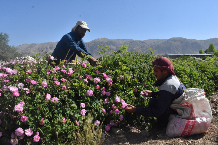 Photos: Damask rose harvest in Meymand, Fars, with donation of 2,000 liters of rose water to Imam Reza holy shrine