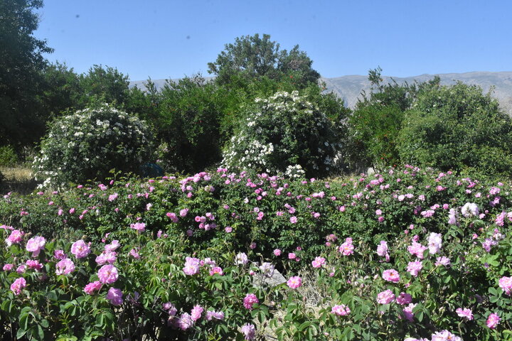 Photos: Damask rose harvest in Meymand, Fars, with donation of 2,000 liters of rose water to Imam Reza holy shrine