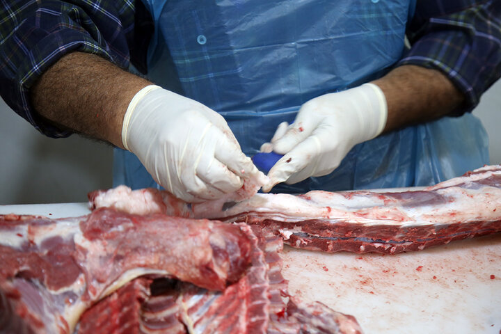 Photos: Packaging of Eid al-Adha sacrificial meat at Hazrat Masoumeh Holy Shrine