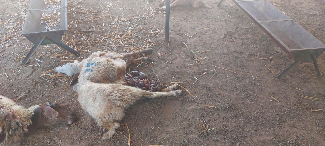 Extremist Jewish settlers poison Palestinian sheep in Jericho