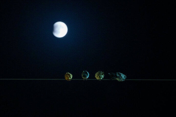 Photos: Beautiful scenes of lunar eclipse above Imam Reza holy shrine