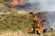 OCHA: West Bank olive harvest faces highest settler violence in five years