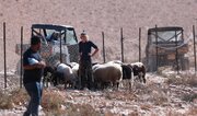 Sezona maslina, sezona terora na Zapadnoj obali / Pojačano organizirano nasilje cionističkih doseljenika