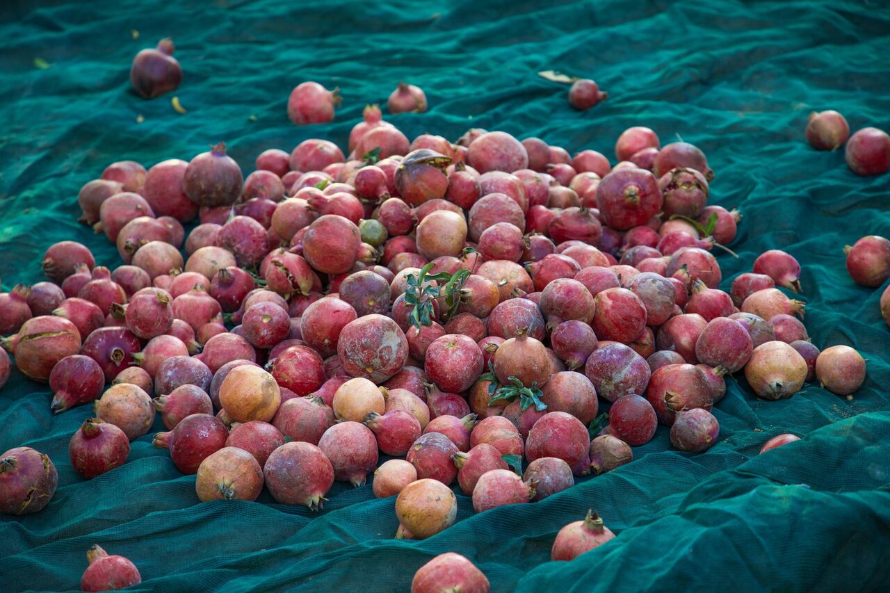 pomegranate