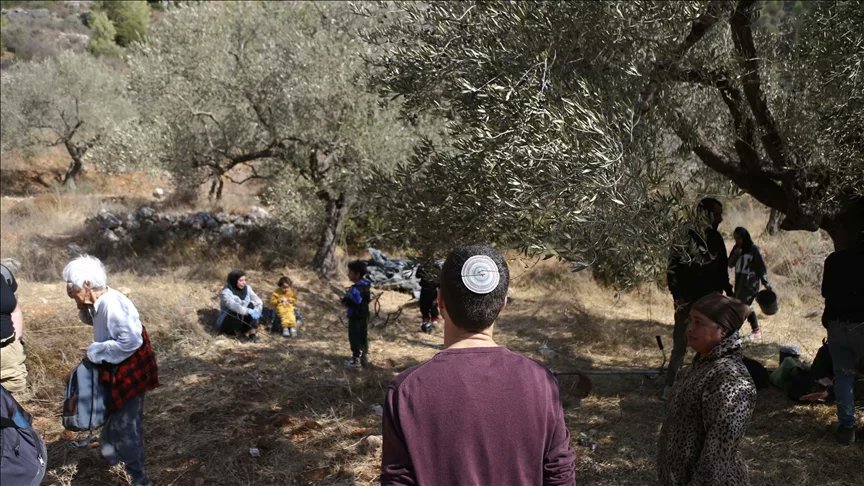Israeli Authorities Uproot Over 1,600 Olive Trees in West Bank