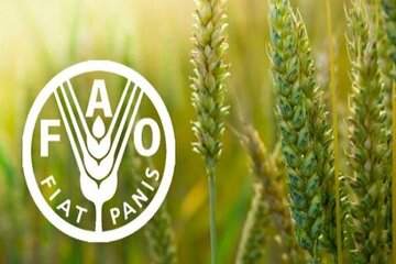 FAO: Global food prices skyrocketed in March