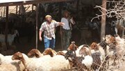 Zionist Settlers Steal 80 Sheep in Armed Attack on Kafr Malek Village East of Ramallah