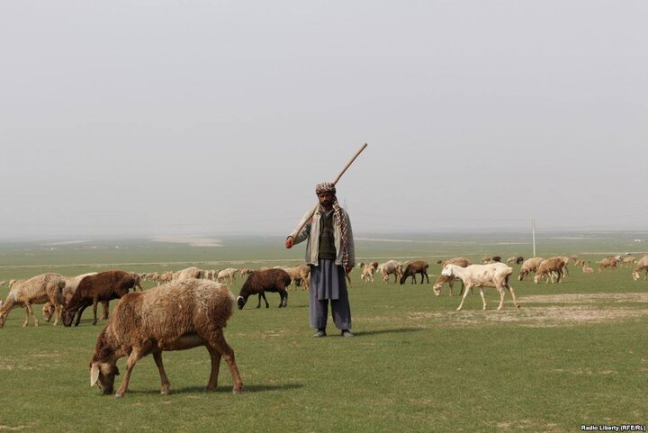 عالم شیعه افغانستانی: دامداری و قالی‌بافی در روستاها به اقتصاد خانواده کمک می‌کند