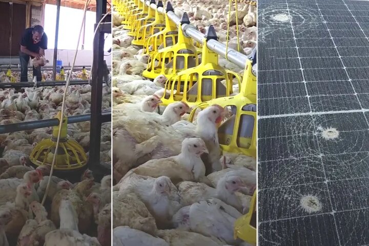 آتش جنگ، صنعت مرغداری جنوب لبنان را زمین‌گیر کرد