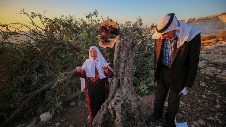 Photos: Uprooting of Centuries-Old Palestinian Trees by Israelis