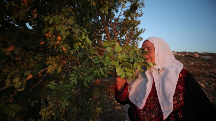 Photos: Uprooting of Centuries-Old Palestinian Trees by Israelis