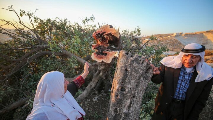 Photos: Uprooting of Centuries-Old Palestinian Trees by Israelis