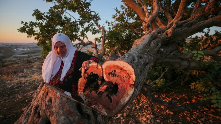 Photos: Uprooting of Centuries-Old Palestinian Trees by Israelis