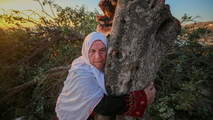 Photos: Uprooting of Centuries-Old Palestinian Trees by Israelis
