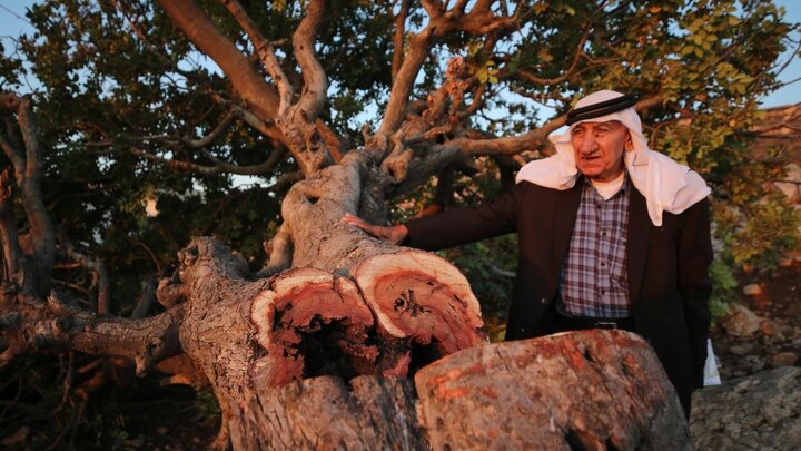 Photos: Uprooting of Centuries-Old Palestinian Trees by Israelis
