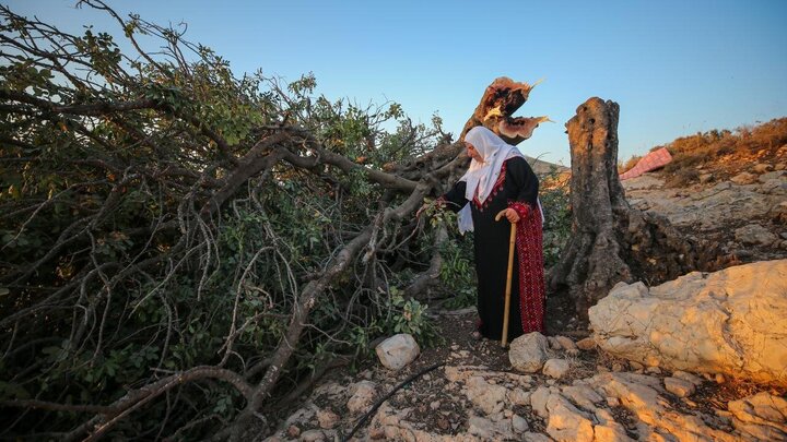Photos: Uprooting of Centuries-Old Palestinian Trees by Israelis