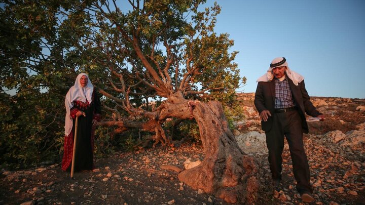 Photos: Uprooting of Centuries-Old Palestinian Trees by Israelis