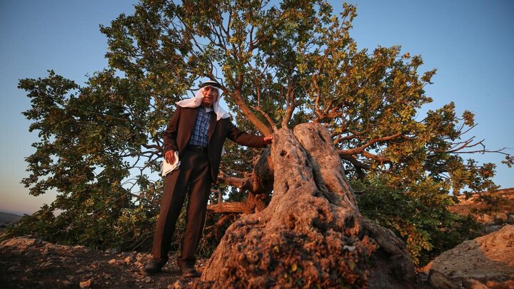 Photos: Uprooting of Centuries-Old Palestinian Trees by Israelis