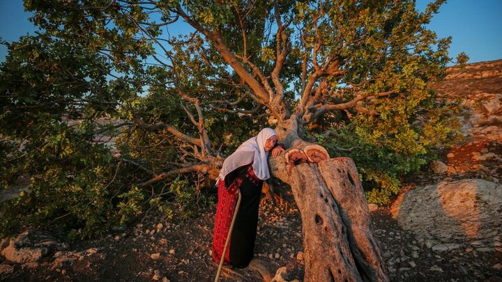 Photos: Uprooting of Centuries-Old Palestinian Trees by Israelis