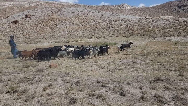 ادامه تنش‌ها میان کوچی‌ها و شیعیان بامیان؛ هیأتی از طالبان برای حل منازعه راهی شهرستان پنجاب شد