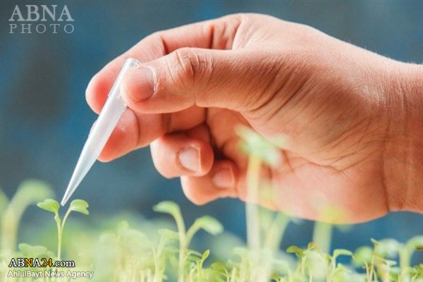 فتوای مراجع عظام تقلید در خصوص محصولات دستکاری شده ژنتیکی